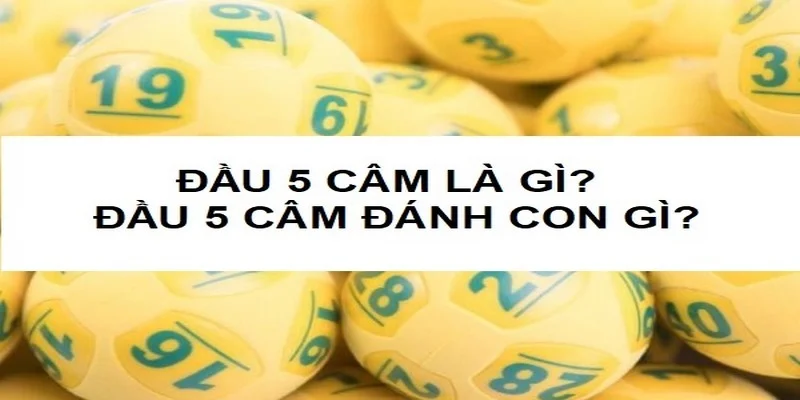 dau-5-cam-mai-danh-con-gi