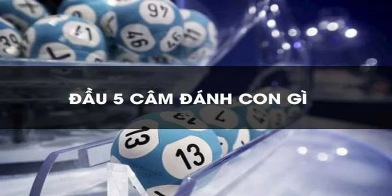 dau-5-cam-mai-danh-con-gi-tim-hieu